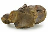 Huge Fossil Mosasaur (Tylosaurus) Vertebra - Texas #377824-4